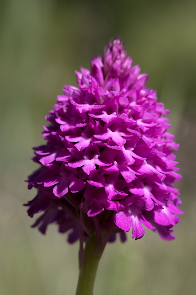 voornes duin tenellaplas Quackjeswater natuur natuurgebied natuurmonumenten hdr duinen Zuid Hollands landschap polder bossen natuurreservaat Natura 2000
